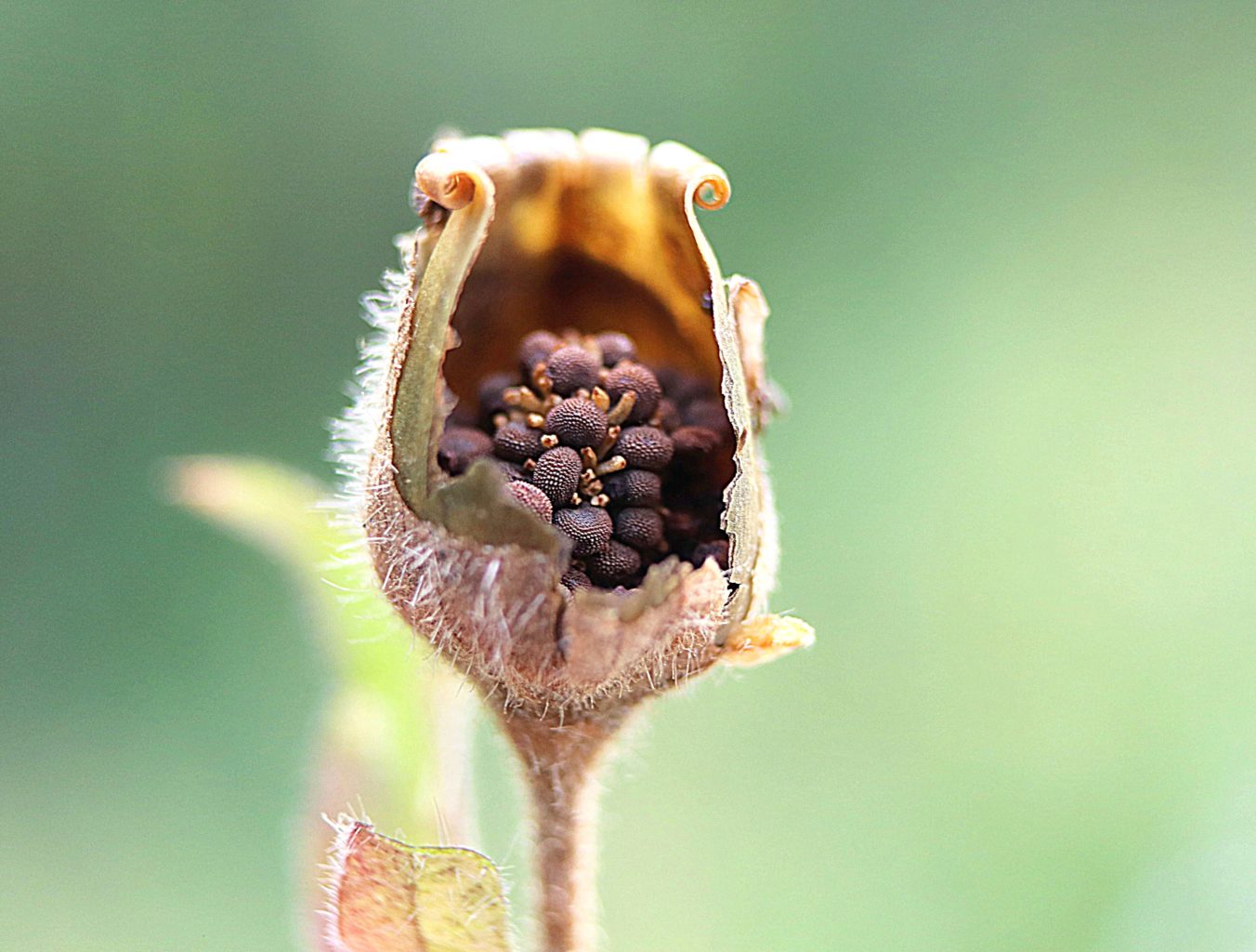 Valokuvaaja: Irja lehtinen