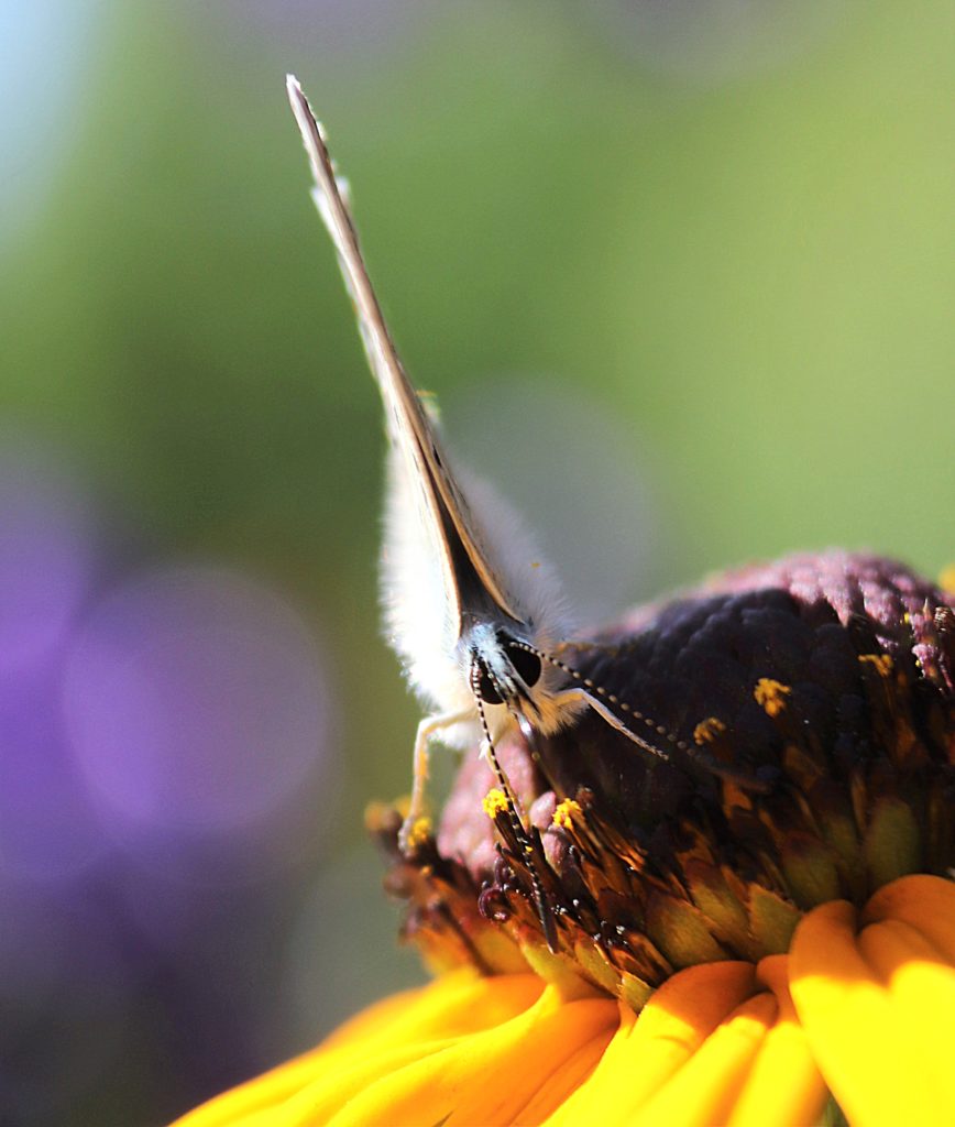 Valokuvaaja: Irja lehtinen