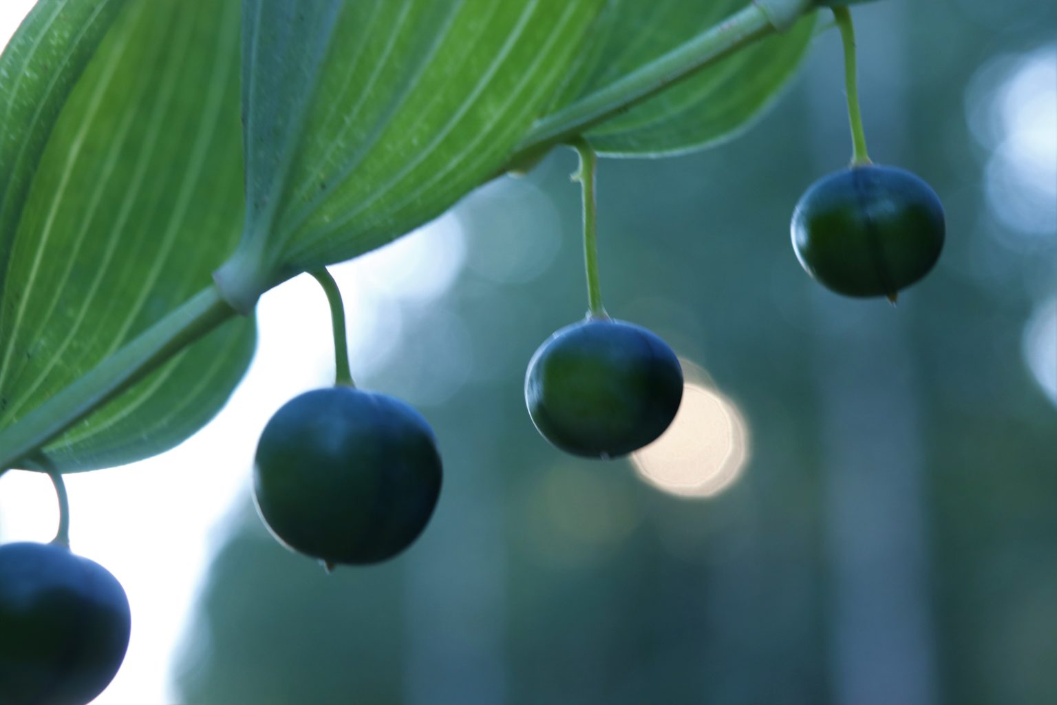 Valokuvaaja: Irja lehtinen Valokuvaaja: Irja lehtinen