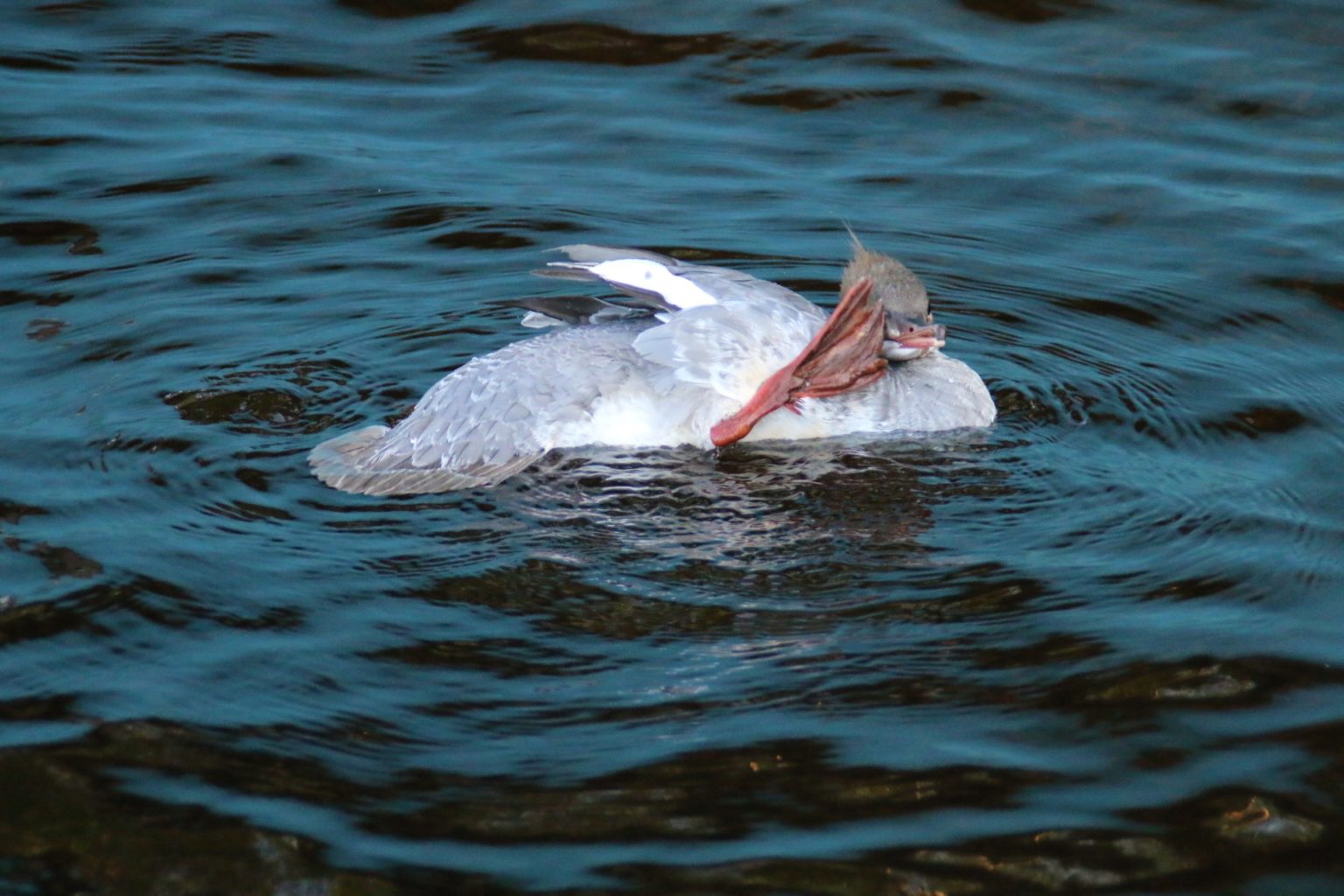 Valokuvaaja: Vesa Grekula