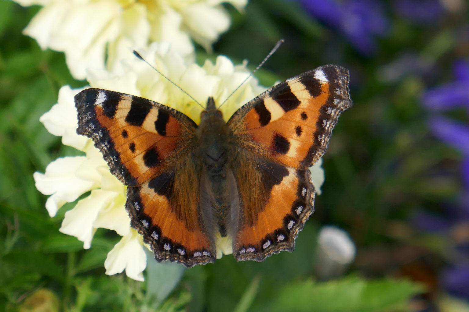 Valokuvaaja: Mikko Sammalisto