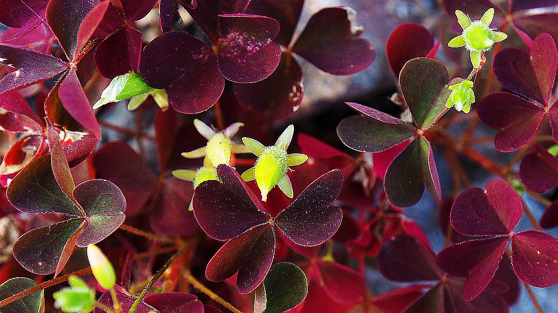 Valokuvaaja: Arja Valtonen