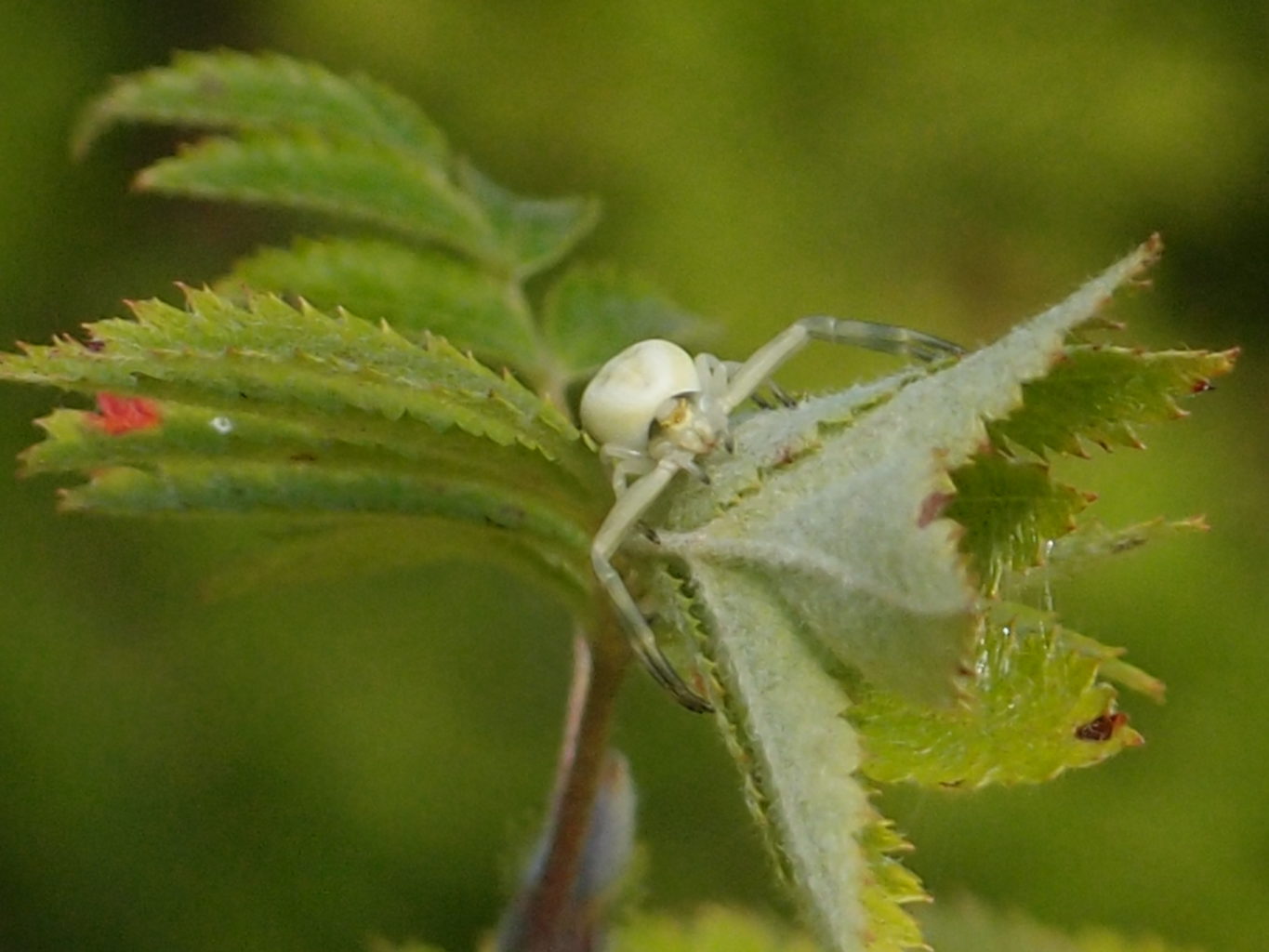 Valokuvaaja: Risto Kangassalo