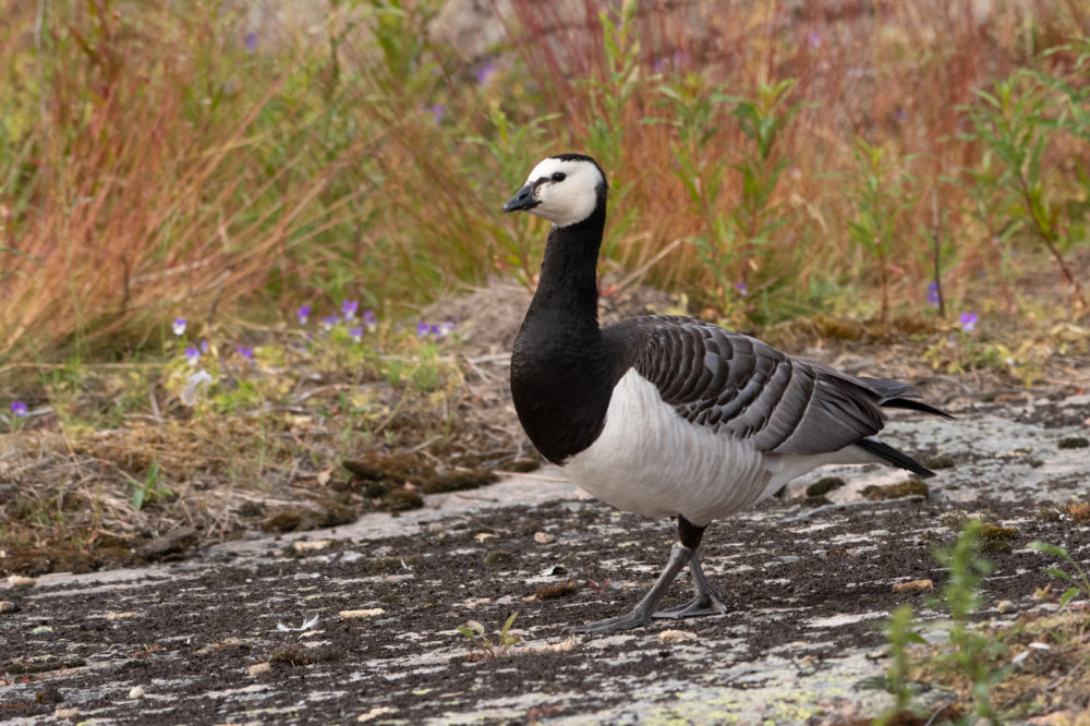 Valkoposkihanhi on saariston komistus