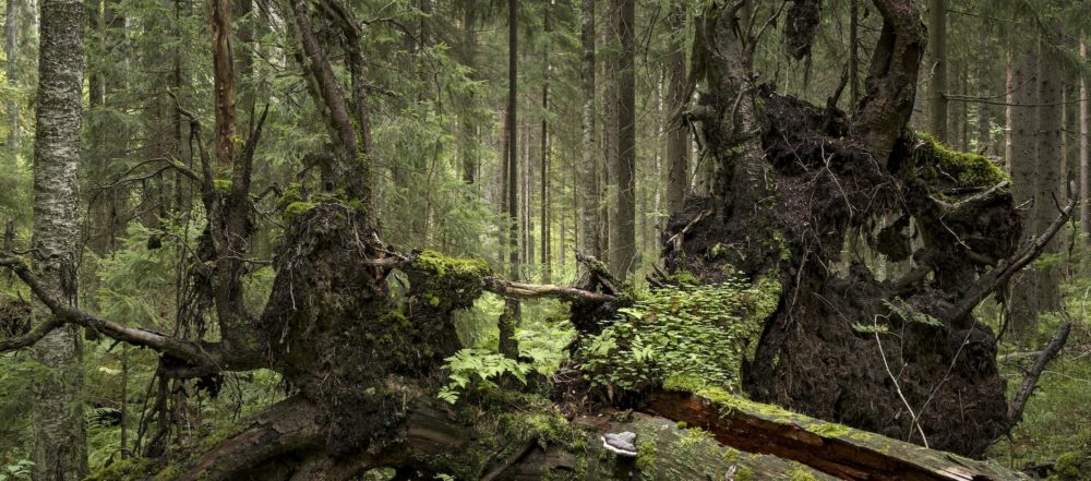 Suomen ääripisteet: Metsäisin metsä