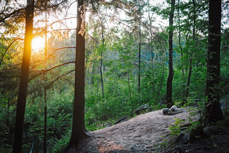 Mäyränpentujen kesä kuluu leikkien