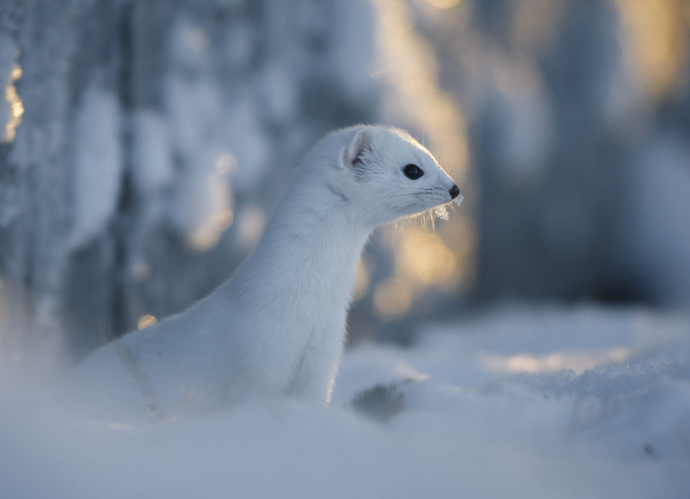 Suomen Luonnon joulukalenteri