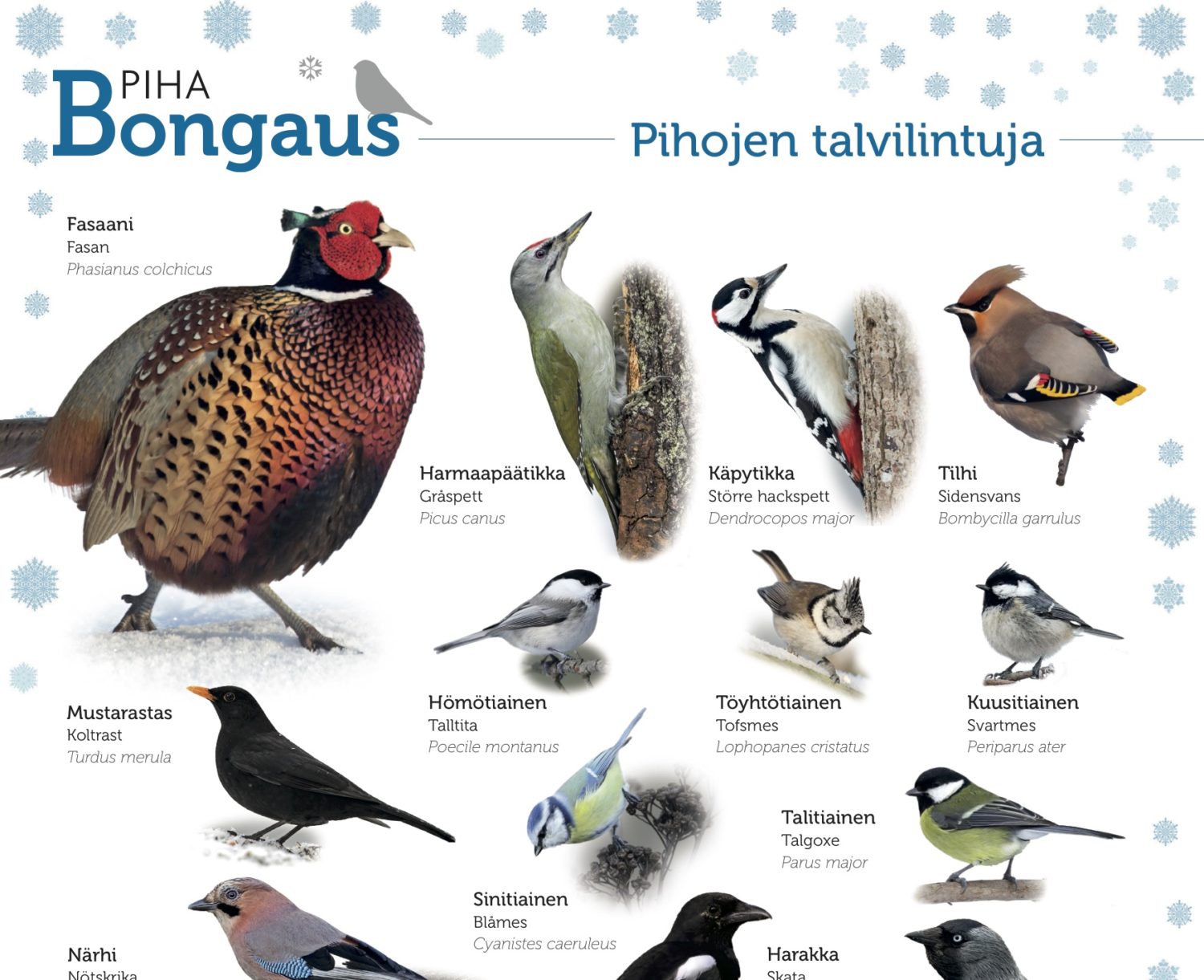 On jälleen Pihabongauksen aika – siinä oma piha kertoo linnuston muutoksesta