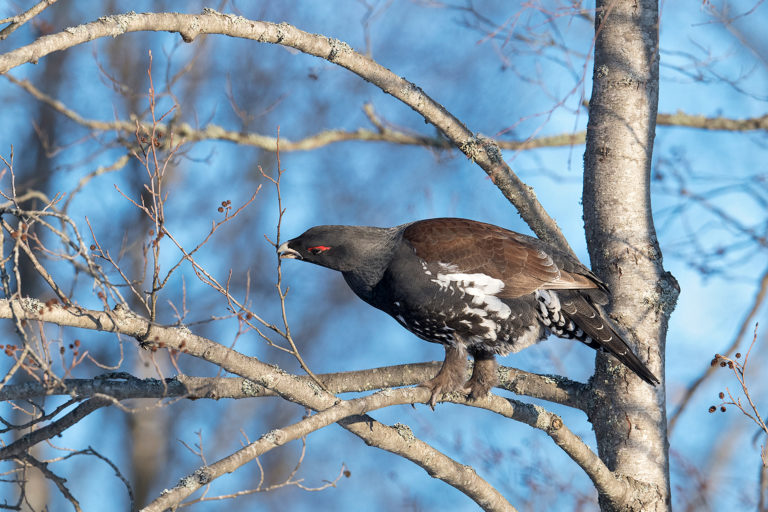 Ukkometso tuli kylään – Mauri Leivo kuvasi ison linnun puuhia maalaistalon pihapiirissä