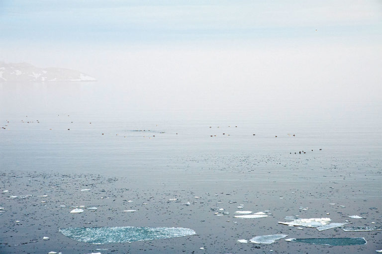 Liian aikainen kevät – ilmaston lämpeneminen vaikuttaa koko lintumaailmaamme