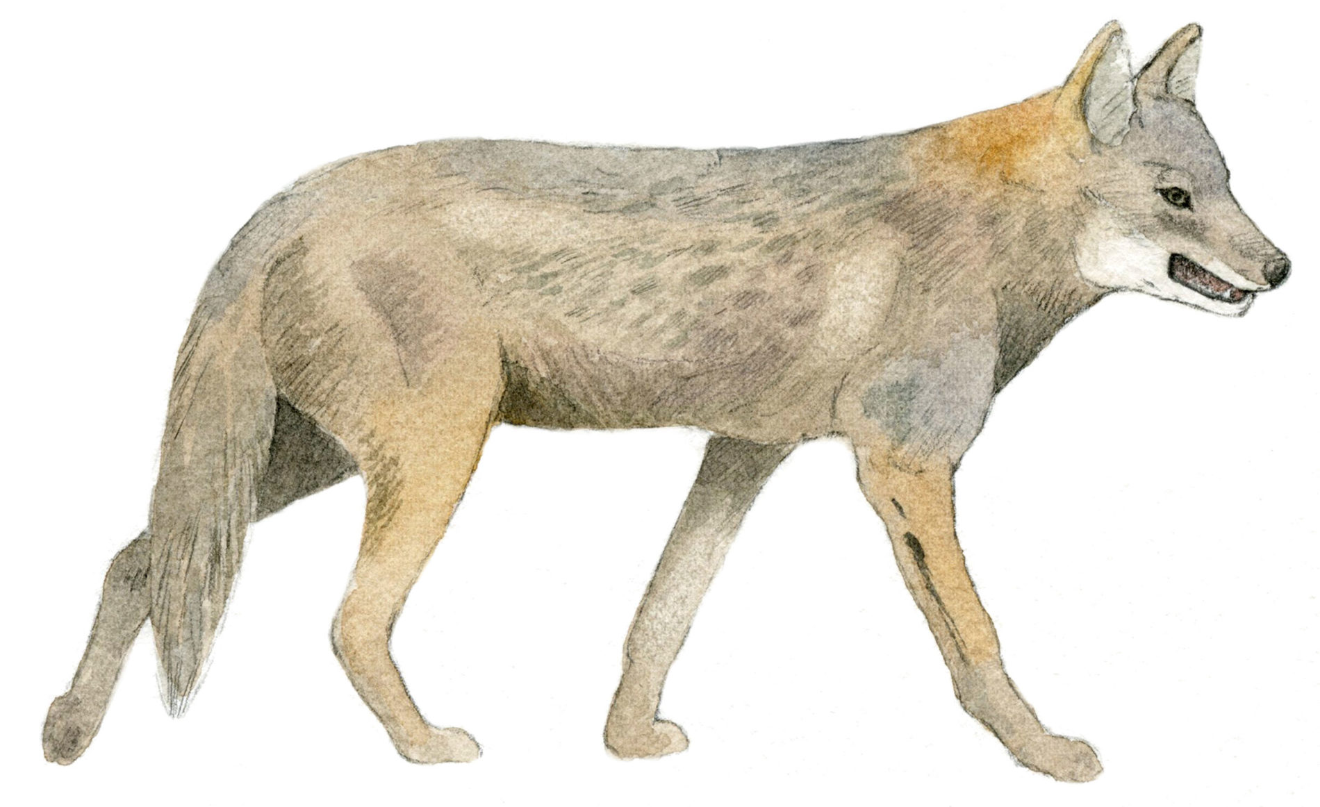 lauhan-talven-menestyj-t