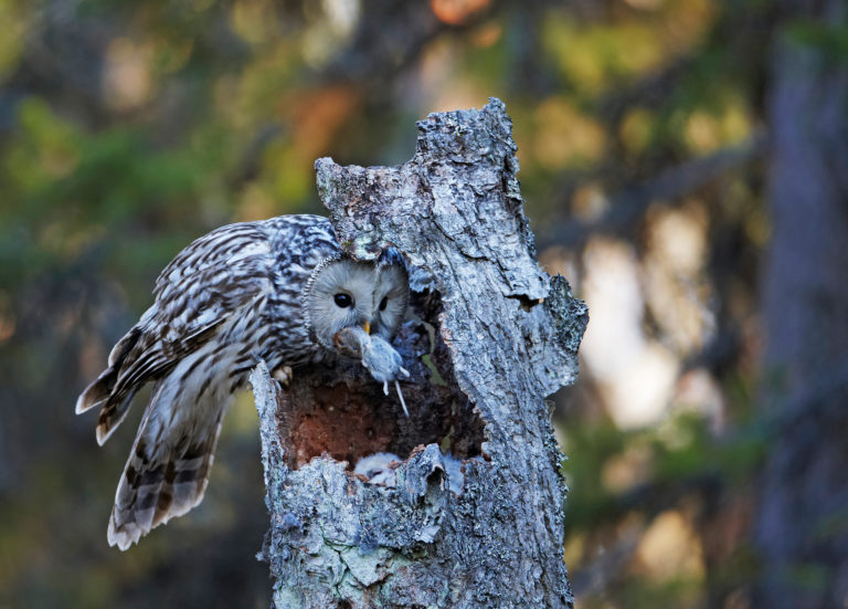 Pöllömetsän väkeä