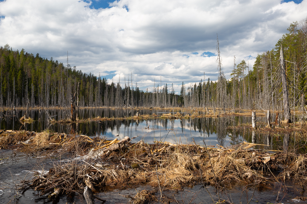 Majava ja väärin tehty monimuotoisuus