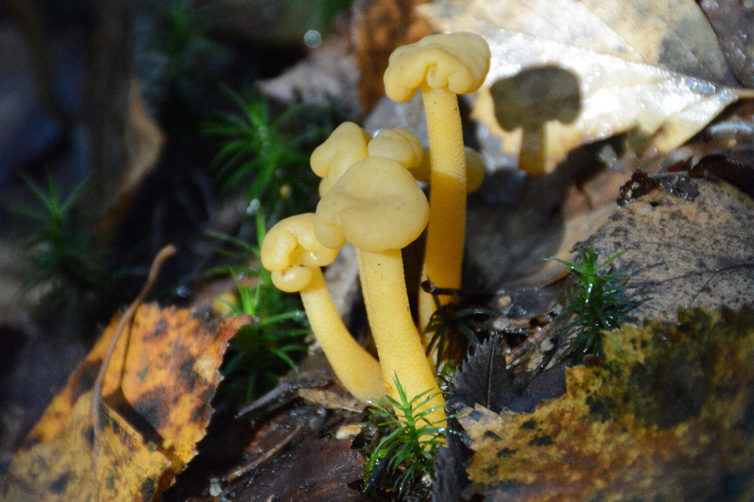 Rustonupikka