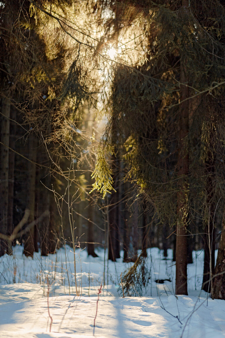 Mieli metsään – metsässä mieli harhailee ja se tekee hyvää aivoille