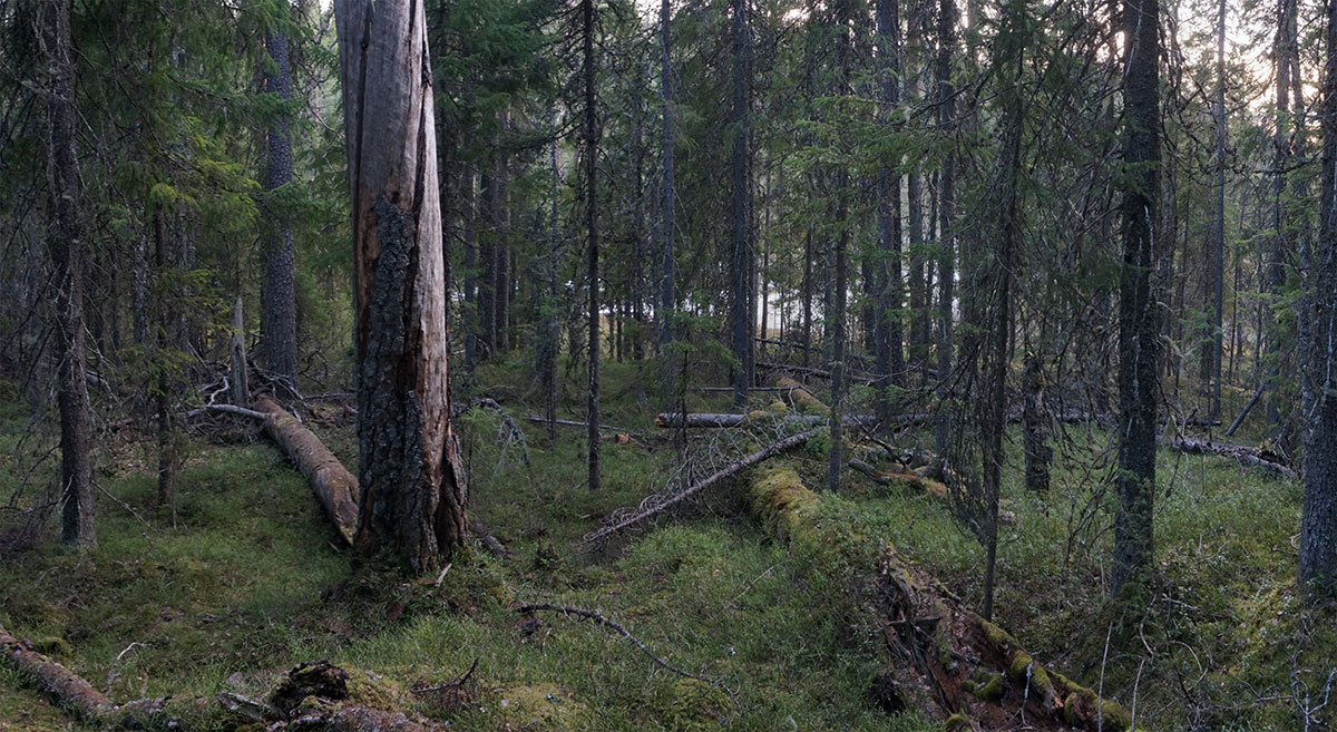 Hakkuut uhkaavat PEFC-sertifioitua aarniometsää