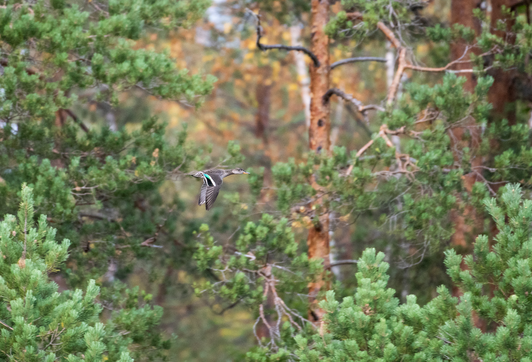 Mikä kumma lentää metsässä? - Vimarsana News