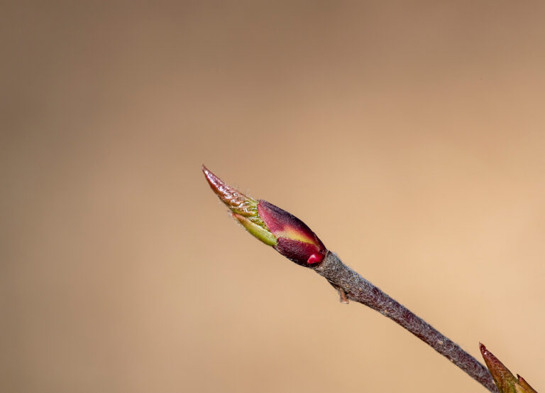 Silmujen suojassa – opi tunnistamaan puut silmuista