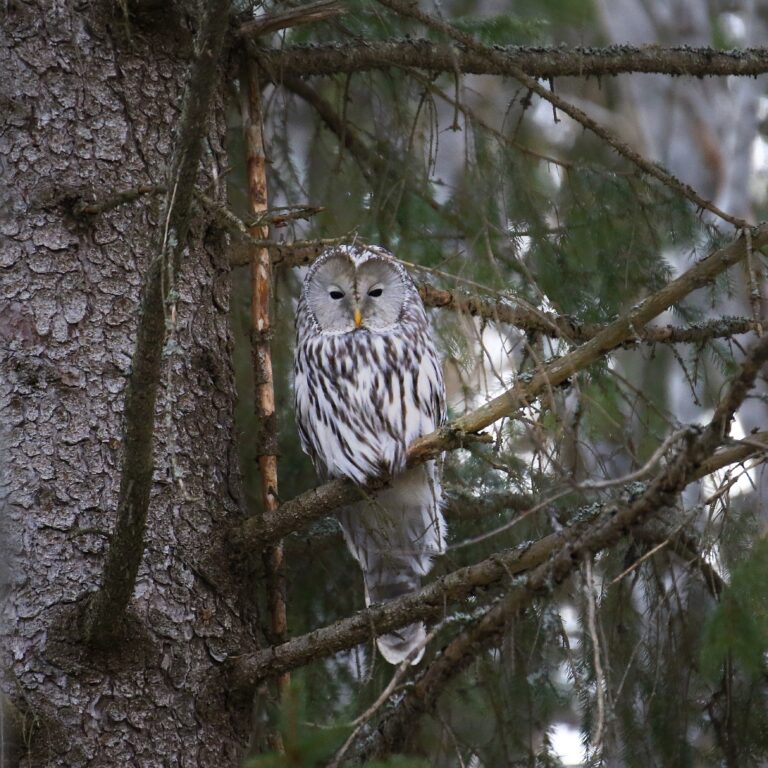 Tee testi: Tunnistatko pöllöjen äänet?