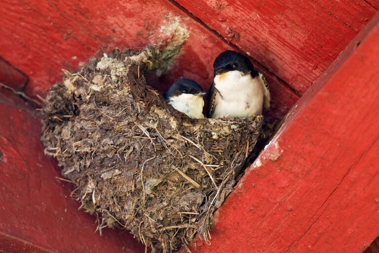 Pääskyt tekevät kesän! Esittelemme haarapääskyn, räystäspääskyn ja törmäpääskyn