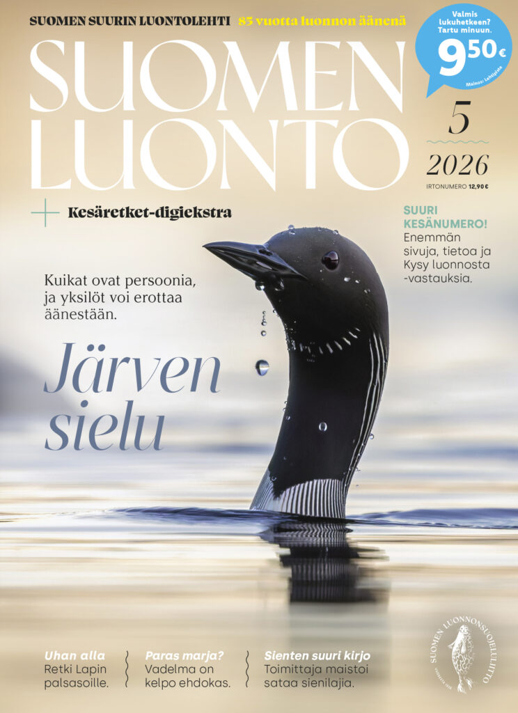 Suomen Luonto 5/2026 kannessa ui kuikka