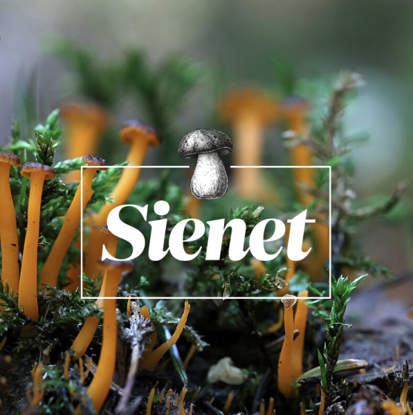 Sienet-digiekstrassa sukellat monipuolisen sienitiedon ääreen.