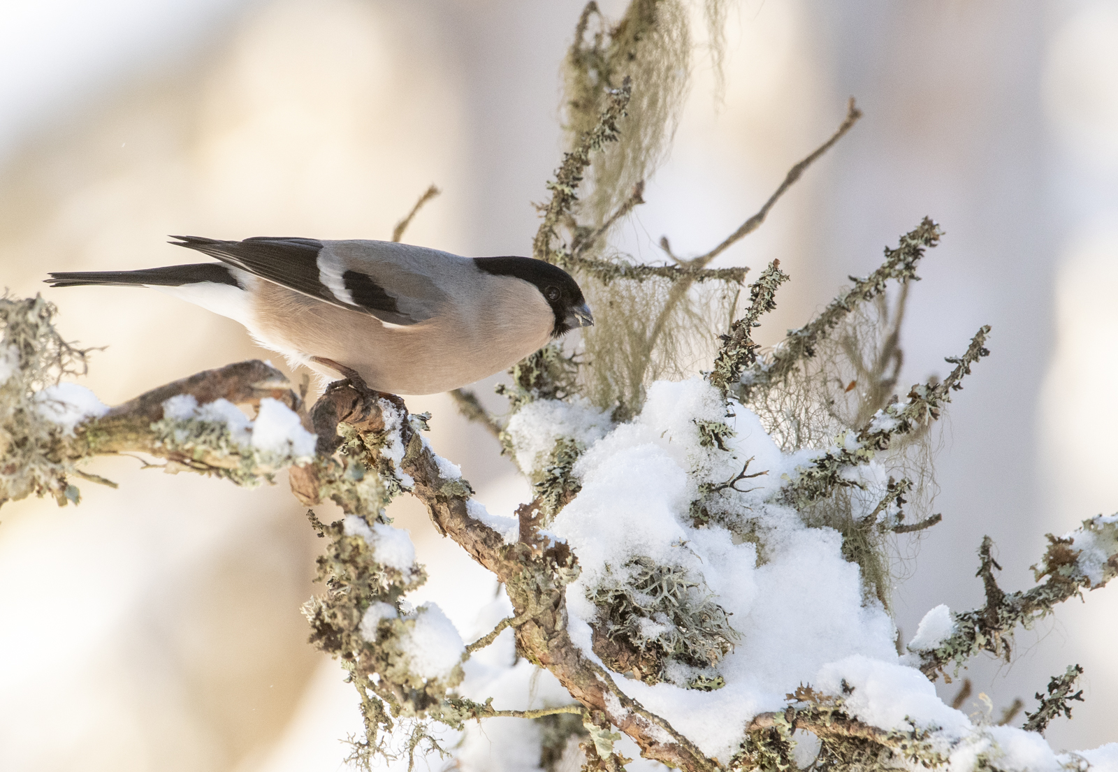 Talven Ihanat Klassikot