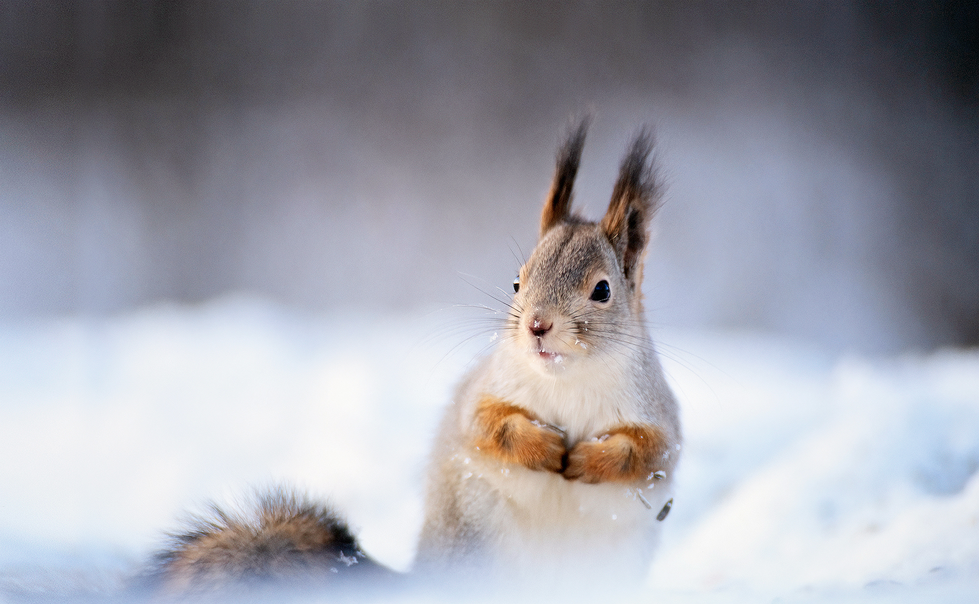 Suhteellista: Orava ymmärtää närhen kieltä