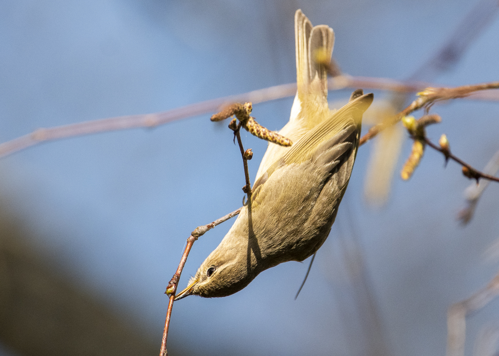 Kevään pienimmät linnut