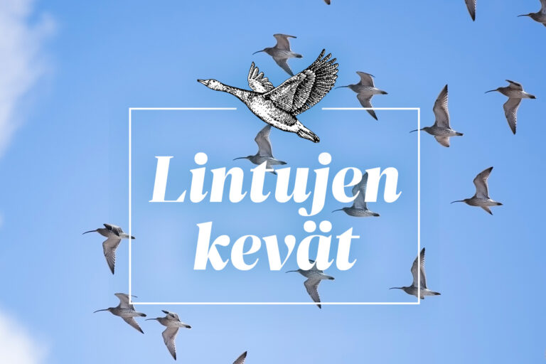 Lintujen kevät