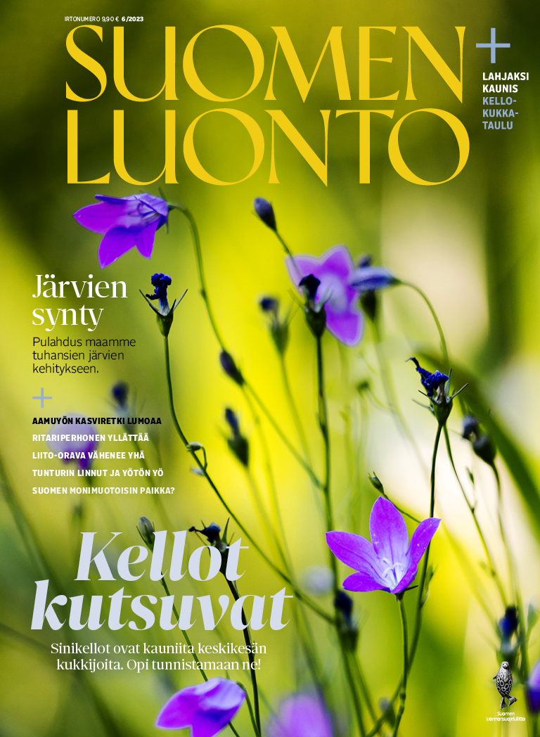 Suomen Luonto 6/23 kansikuvassa harakankello