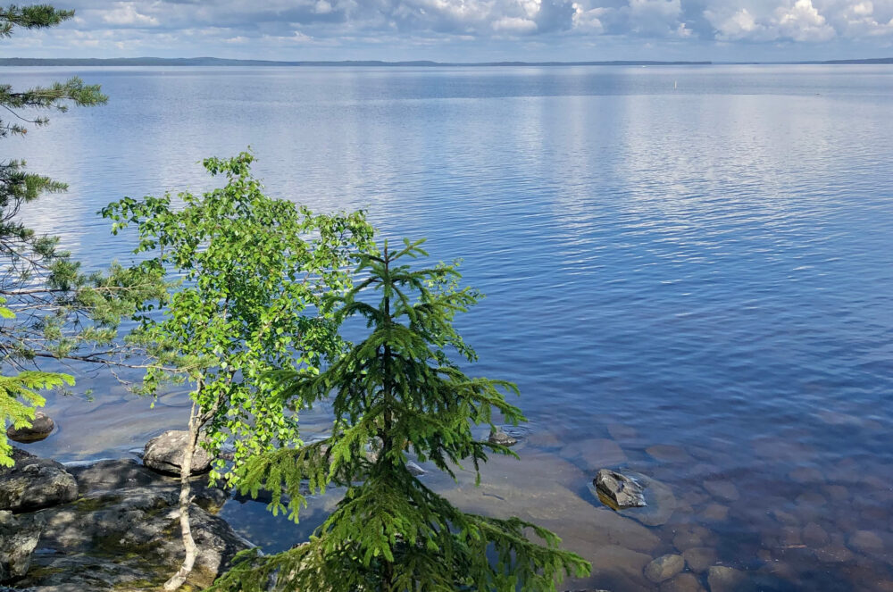 Luonto korjaa -podcast jakso 7: Tietoisella metsäkävelyllä
