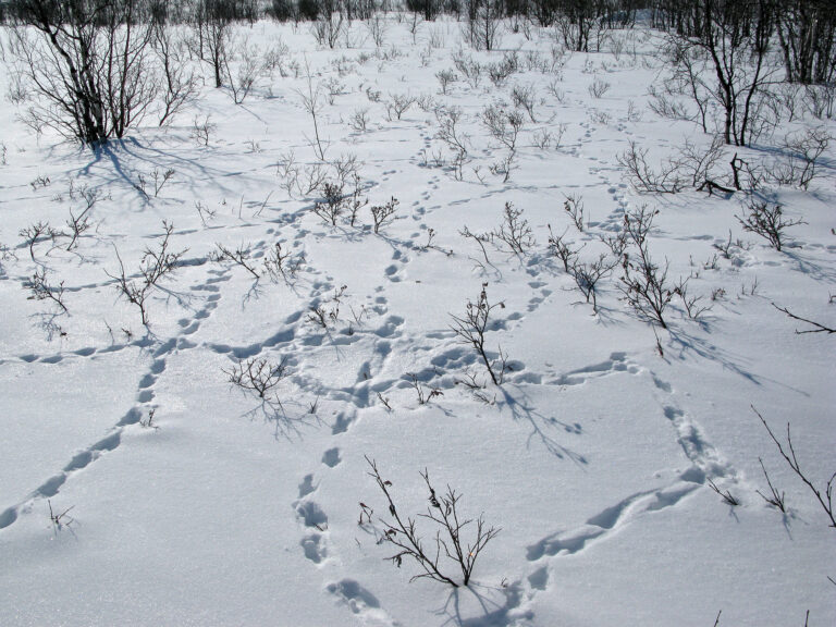 Metsäkanojen jäljillä – miten luet lumijälkiä?