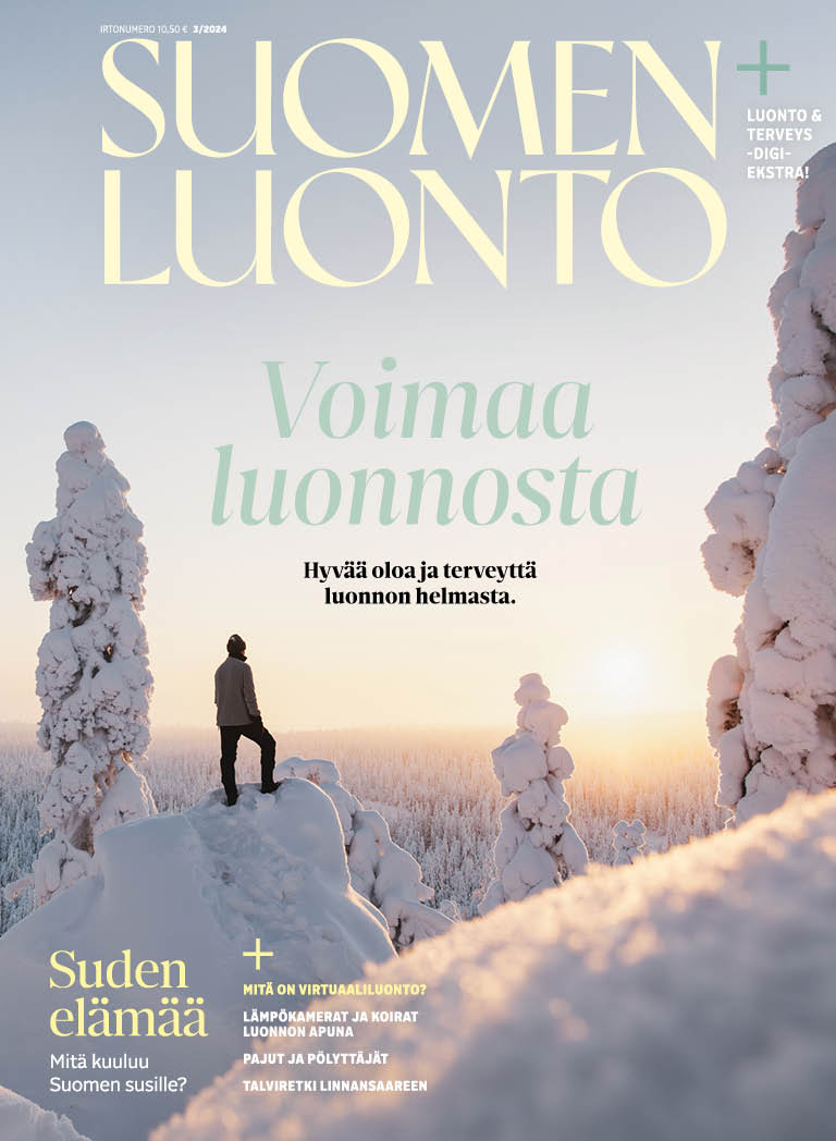 Suomen Luonto 3/24 kannessa retkeilijä ihailee lumista talvimaisemaa.