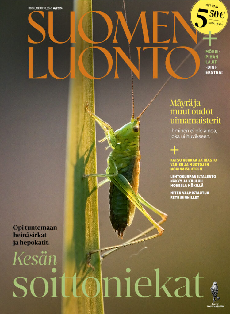 Suomen Luonto 6/24 kannessa on kaislahepokatti. Lehdestä löydät koodin, jolla pääsee lukemaan Mökkipihan lajit -digiekstraa.