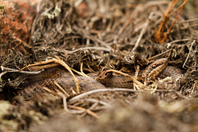 Kangaskäärme – kolmas käärmeemme on piilotteleva lymyilijä