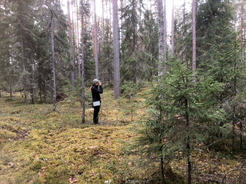 Vanhaa metsää etsimässä