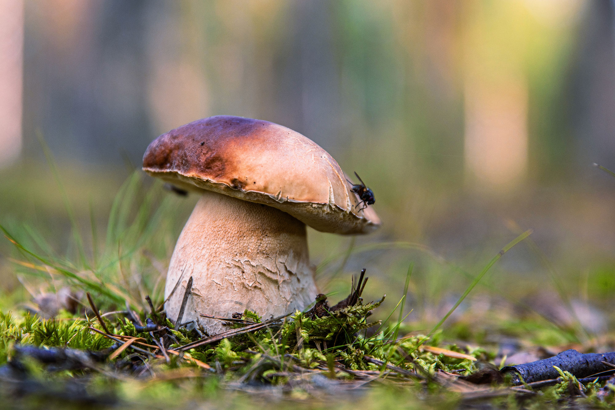 herkkutatti-shutterstock