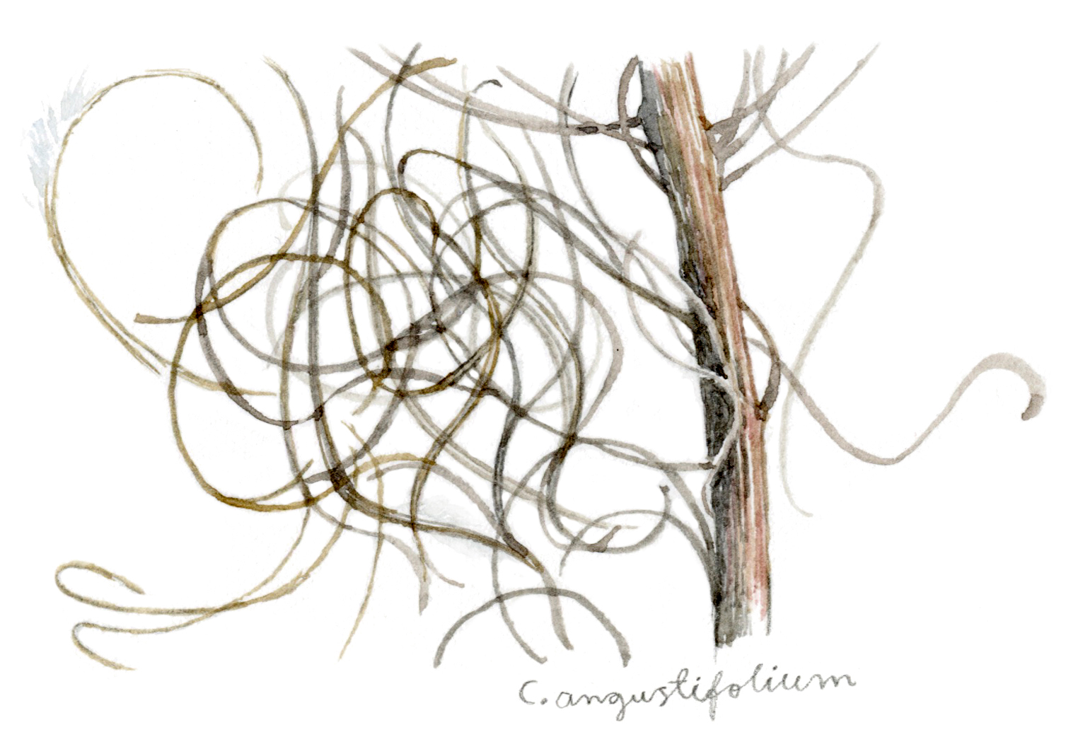 Suomen Luonto Luontopaivakirja