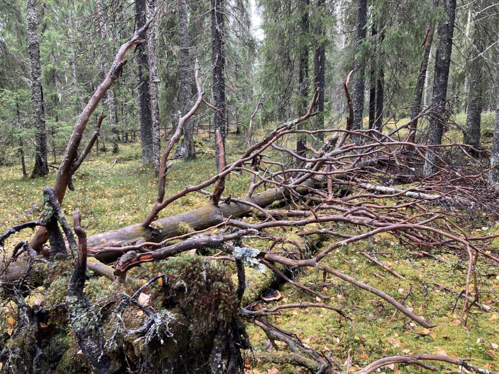 Talaskankaan vanhaa metsää. Kuva Mari Pihlajaniemi