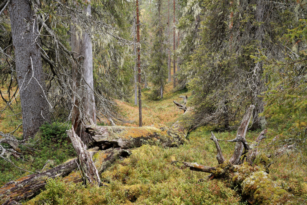 Testaa: Arvaatko metsäkommenttien vuosikymmenen?