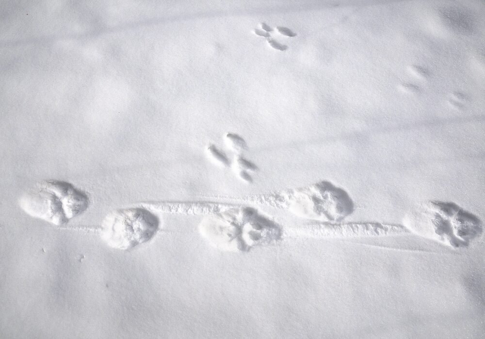 Lumijälkien perusteella ilves on kulkenut käyntiä ja orava loikkinut.