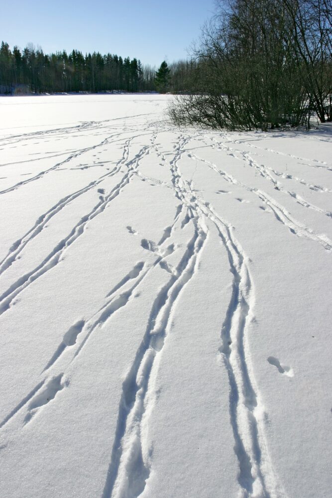 Valkohäntäkauriin lumijälkiä.