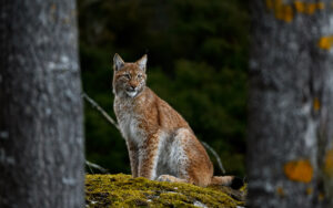 Ilves istuu sammaleisella kalliolla metsässä ja näkyy kuvassa puiden lomasta.