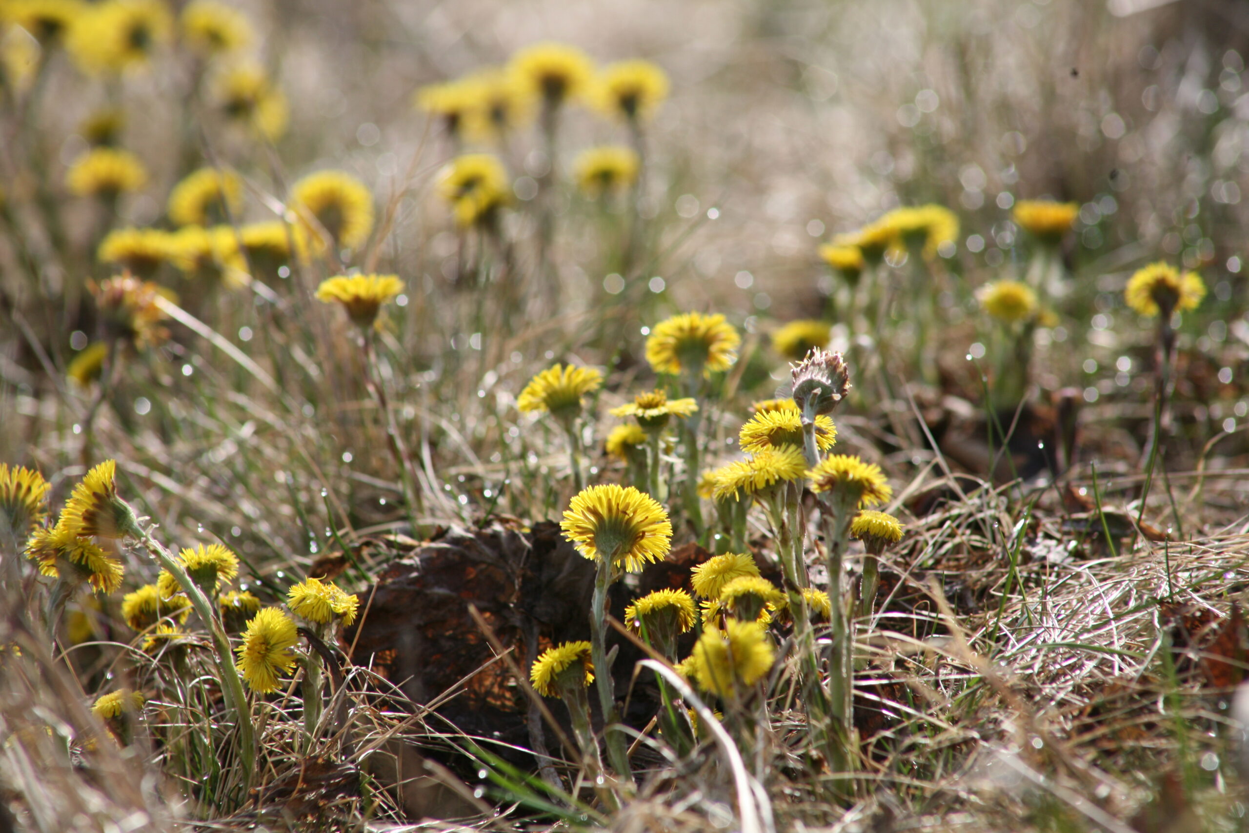 Suomen Luonto Polyttajakukat