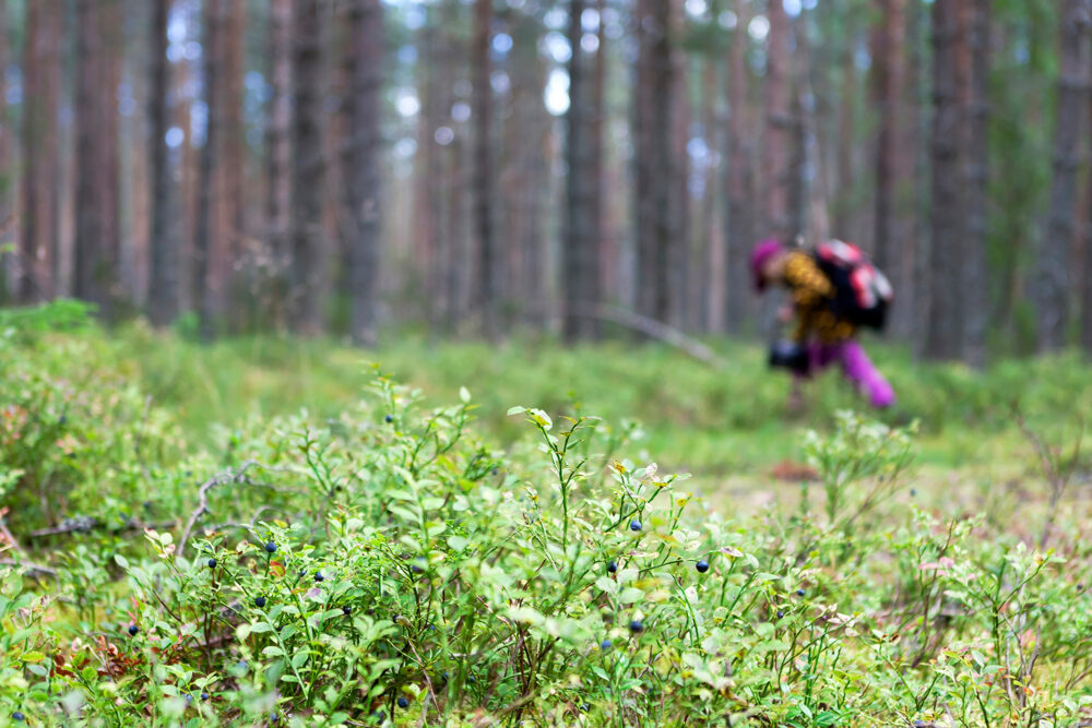 Tästä puhutaan: Mistä ei kannata kerätä luonnonantimia?