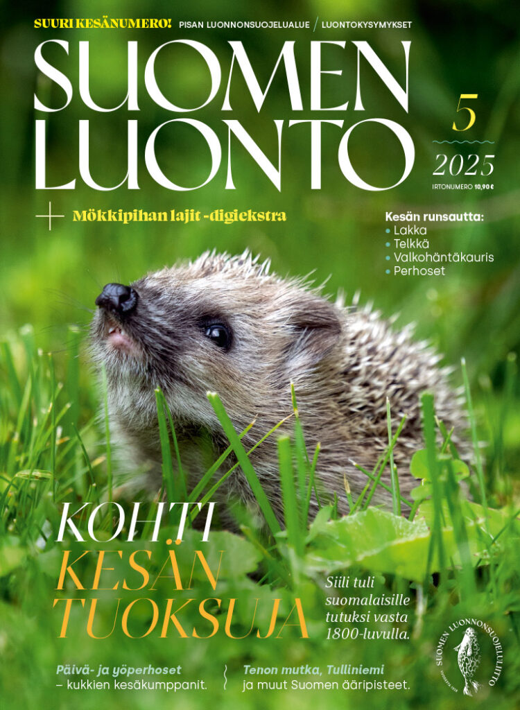 Suomen Luonto 5/2025, kannessa siili
