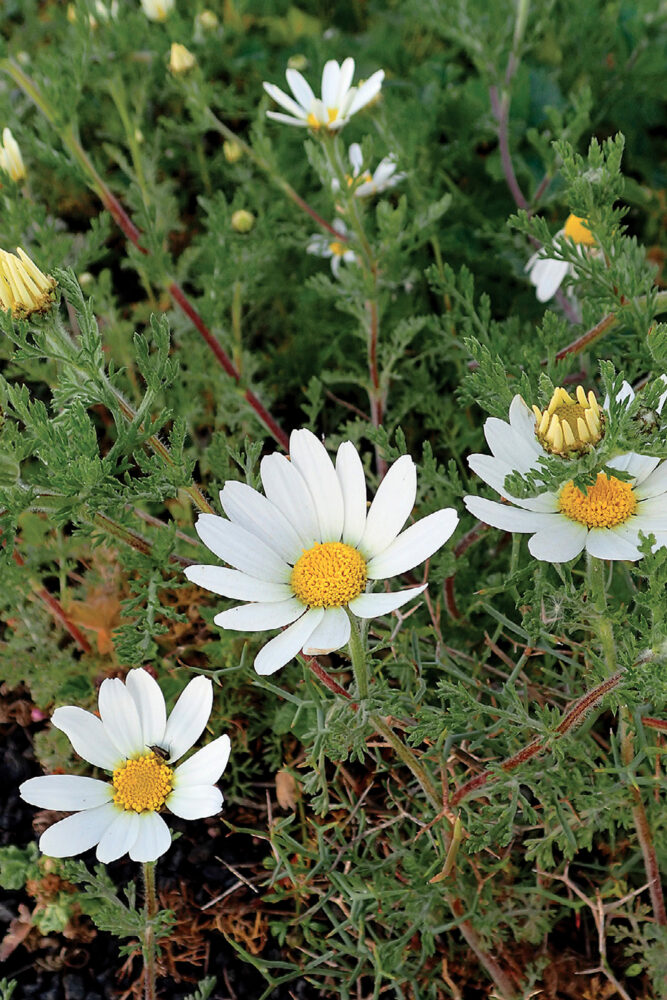 Peltosauramo.