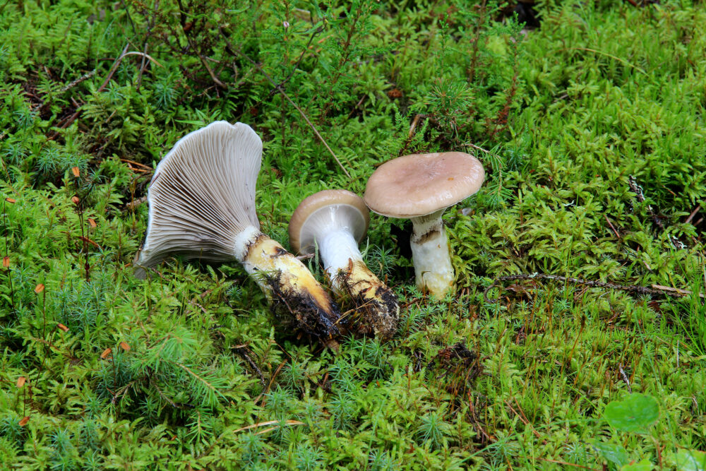 Limanuljaska.