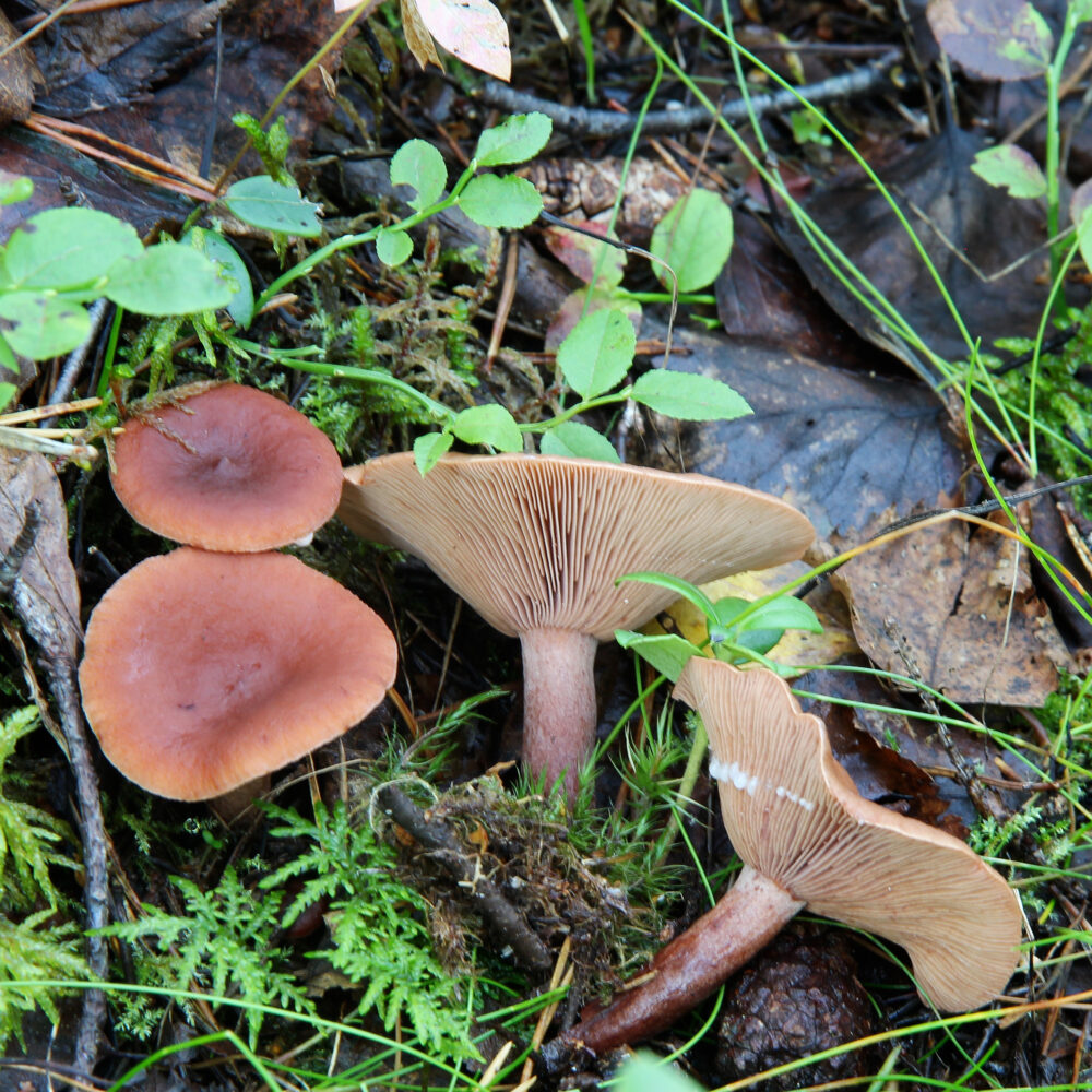Sikurirousku.